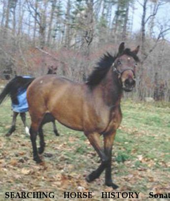 SEARCHING HORSE HISTORY Sonata Rainbow, Near Stevenson, MD, 21153